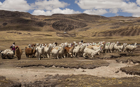 A herd of llama grazes in the Peruvian highlands.