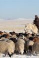 Ein mongolischer Hirte zu Pferd führt seine Schafherde durch eine verschneite Ebene.