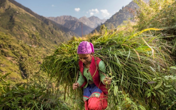 Una ragazza porta sulle spalle un grande fascio d’erba fresca.