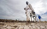 Deux Africains labourent un champ desséché avec une mule