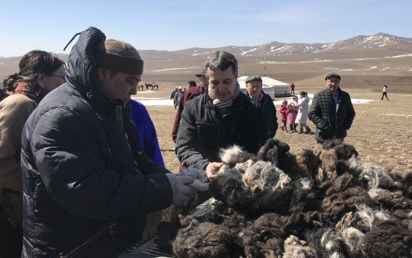 Federal Councillor Cassis is standing in front of a pile of freshly shorn wool in the Mongolian desert.