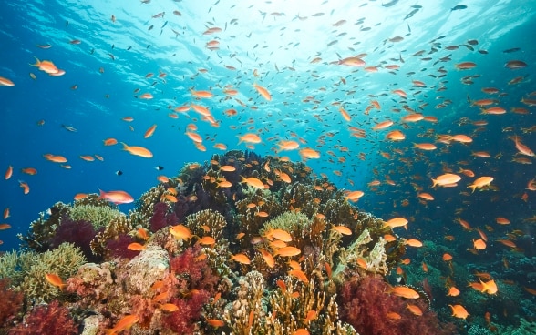 Photographie sous-marine de nombreux poissons oranges nageant autour du récif corallien dans le golfe d'Aqaba. 