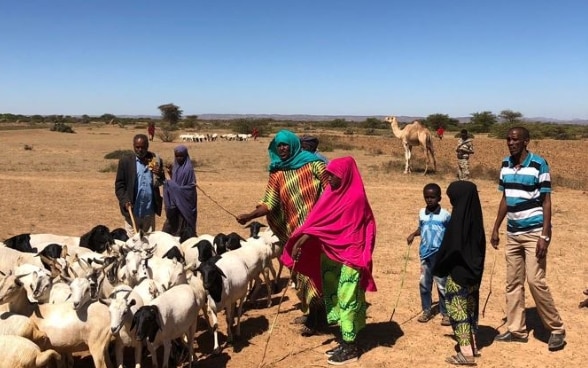 Shepherds stand in colourful dresses with a herd of sheep in a barren landscape.