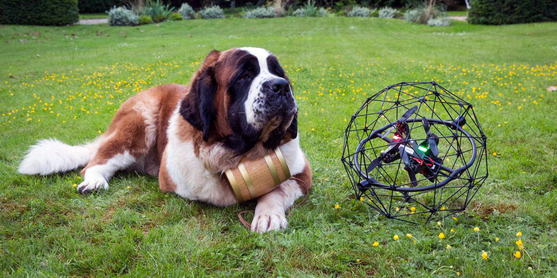 Un chien Saint-Bernard est couché sur une pelouse à côté d’un drone.
