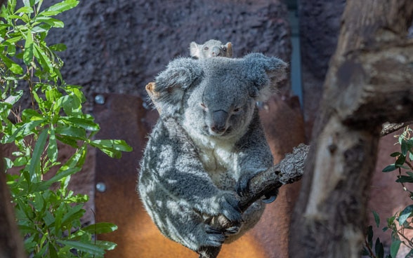 Der erste in der Schweiz geborene Koala ist ein Männchen mit Namen Uki, hier mit seiner Mutter Pippa. Er feiert 2021 seinen ersten Geburtstag.