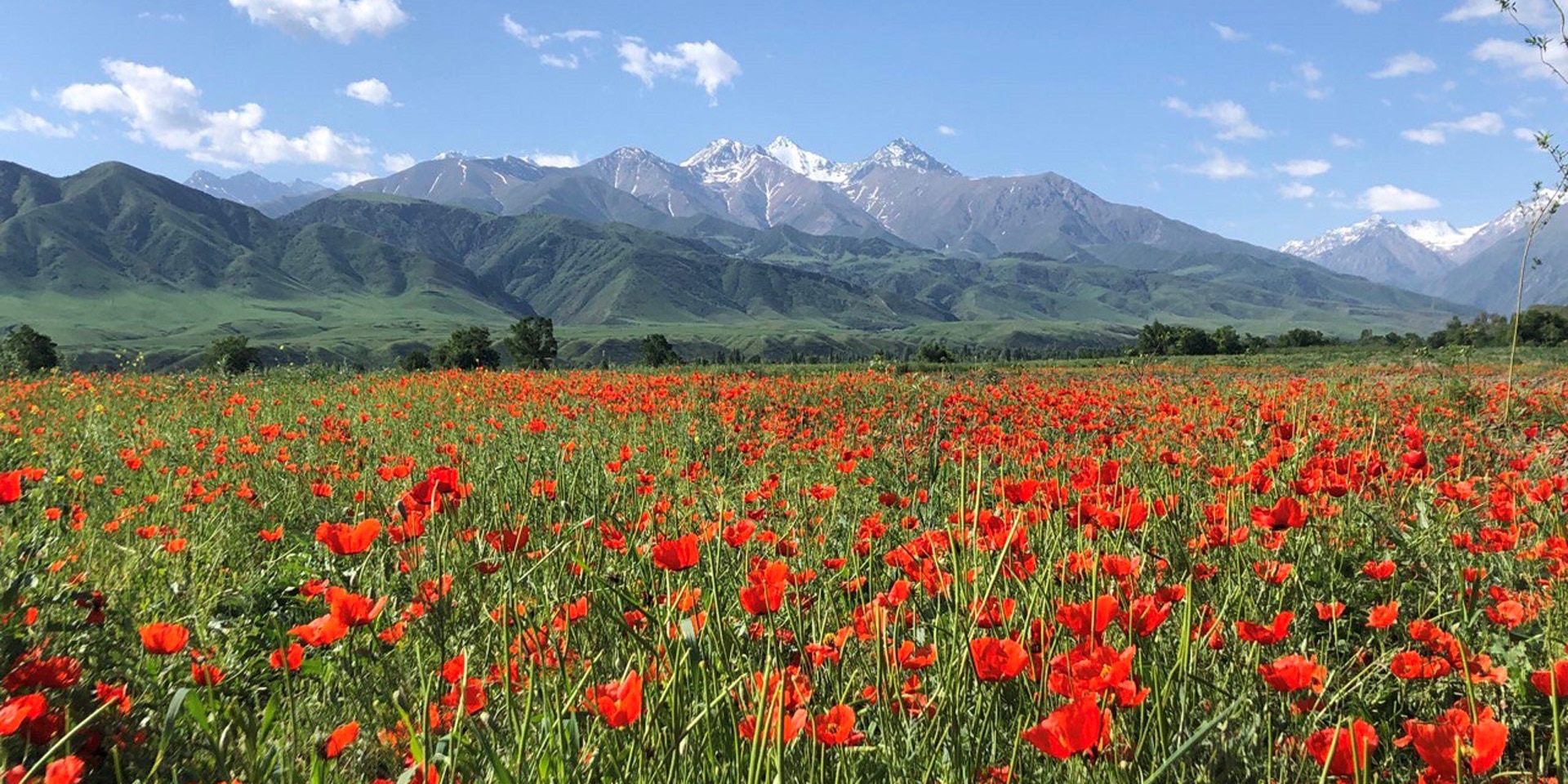 Davanti a un campo fiorito di colore rosso si stagliano delle montagne con la cima innevata.