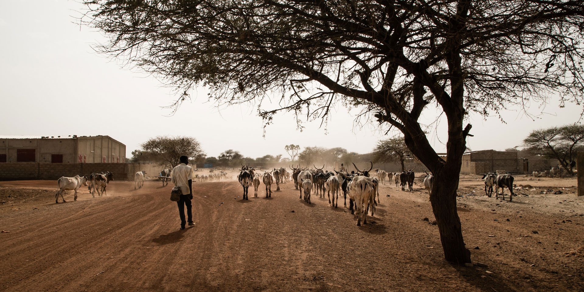 A cattle herder walks along a dusty road in Burkina Faso with a herd of cows.
