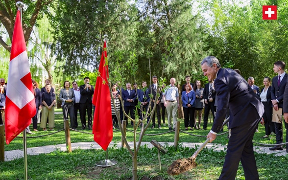 Le conseiller fédéral Ignazio Cassis plante un châtaignier dans l'enceinte de l'ambassade pour symboliser les 75 ans des relations diplomatiques entre les deux pays. 