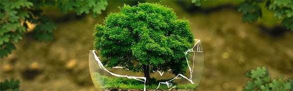 Arbre poussant dans un pot cassé en symbole de protection de l’environnement