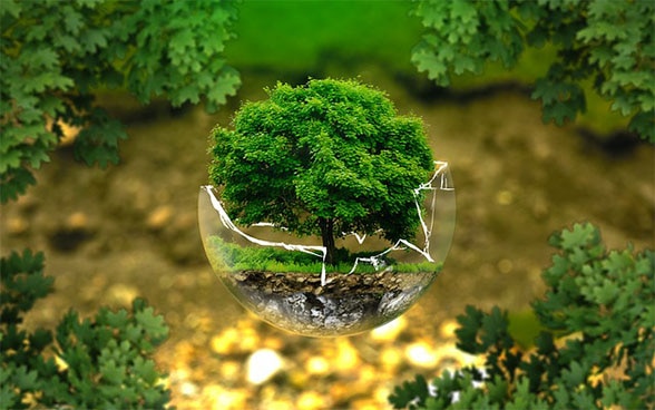 Tree growing in a broken pot as a symbol of environmental protection