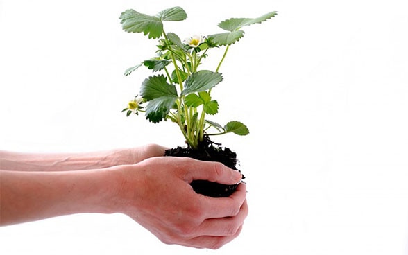 Hands holding a plant as a symbol of environmental protection