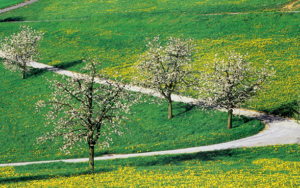 L'immagine mostra una stretta strada di campagna con alberi da frutto in fiore.