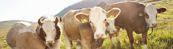 Cinque bovini al pascolo