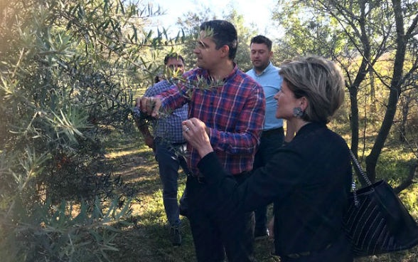 Four people visit a sea buckthorn plantation