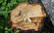 The effects of major geomorphological events such as flooding can be identified in tree-trunk rings.